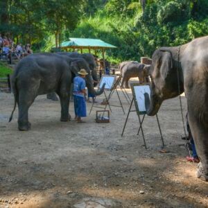 trai voi chang mai